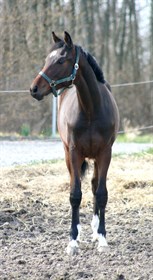 MJANGHØJ'S ONE TRUE GENTLEMAN Z