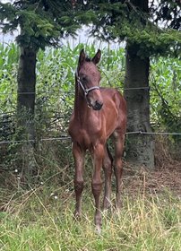 VIRKELYSTS VALENTINO