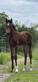 VIRKELYST'S MISS HAILEY