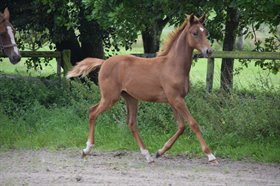 NØRGAARDS APRIL-HEART