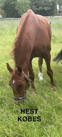 HEST KØBES