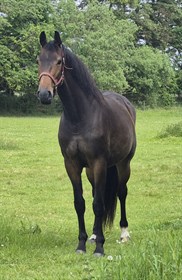 SØHOLM'S DIVA