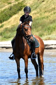 JANOWER'S DON SHALINO