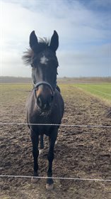 MØLKROGGÅRDS SUNSHINE