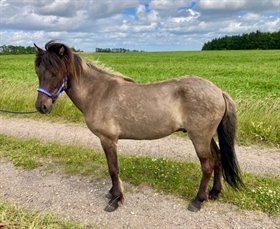 FLAUMUR FRA NAPSTJERT 