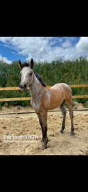 Cartoona NHN