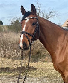 TANGSGAARD'S BRONESSA C