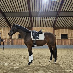 NØRREGÅRDS SIOBONNE