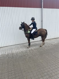 DORTHEALYST SURVIVOR (DNK)