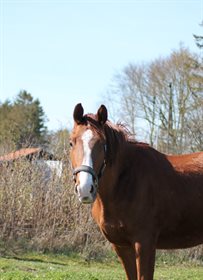 SVANEGAARDENS DA'VINCI