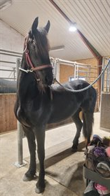 SANSA SKOVBJERGGAARD