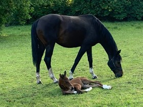 HEDEGÅRDEN PRIMAVERA