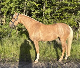 NØRLUNDS FIFI