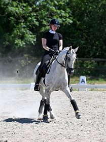 BRANDT DRESSAGE