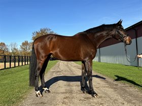 ENJOY THIS GENTLEMAN