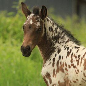 HESSELHOEJ.DK AUKTION