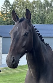 GØRKLINTGÅRDS ALAMO