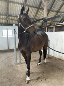 GØRKLINTGÅRDS PETRICIA