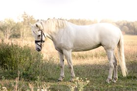 LISROSS DIAMOND SKYE