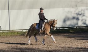 STEENDIEKS GENTLEMAN