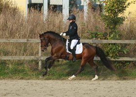 BRYGGERGÅRDENS KINGSTON