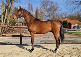 FRYDENSSANGS ENFERNAL