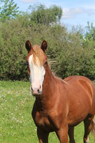 HUMOR'S DANCING DAIZY
