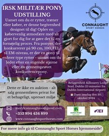 Irish Event Pony Showcase