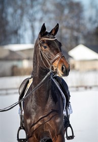 STALD MØLLEBYS RIHANNA