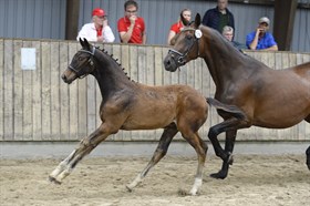 SVANEGAARDENS DONNA RIO