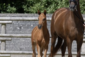 MAJLUND DRESSAGE