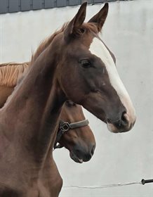 MAJOR TOM BY HUMMELS Z