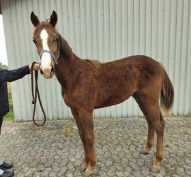 LABIRKSGYDENS LEONARDO