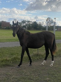 KASTANIEGÅRDENS KARMA