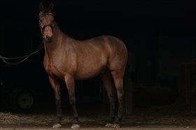 KLAUS