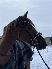 GØRKLINTGÅRDS SALERNO