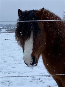 HARVEST PECAN RUM-PUNCH