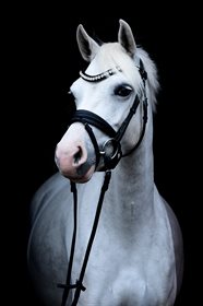 FJORDGLIMT MISS MONROE (DNK)