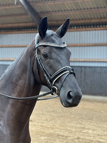 HØJGAARD DRESSAGE