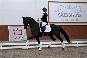 BRANDT DRESSAGE 