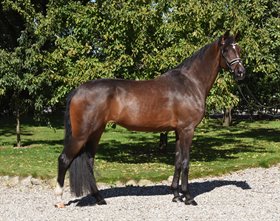 EGEGÅRDENS MISS AMARYLLIS