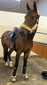 GØRKLINTGÅRDS SAMPIERO 