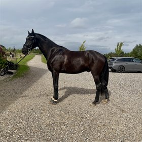 LYNGBJERGS FÜRSTENKING