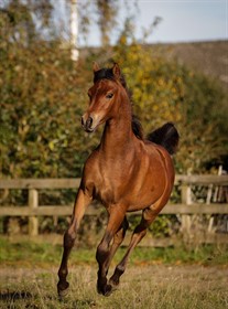 WAFEEQ AL NAJEEBA OX