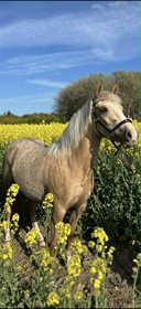 SPARKLING ASTI