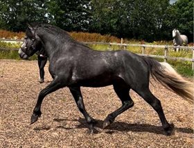 AC-HILPATRICK'S SON AF ENGVANG