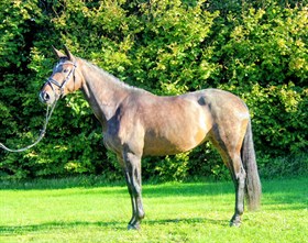 HEINGAARDENS PATRICIA