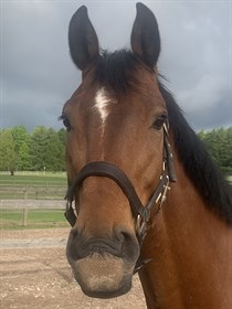 DRITHOLMGÅRDS DWIGHT