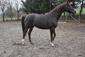 SØDOVERGÅRDS FILIPPA