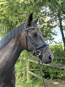 REVELHØJ'S LØVETAND